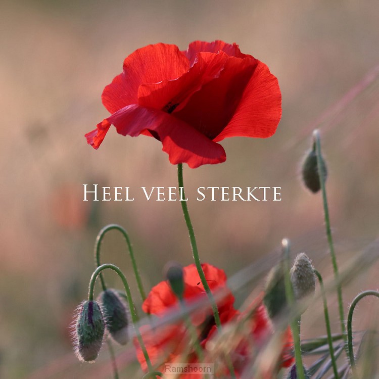 Kaart heel veel sterkte klaproos
